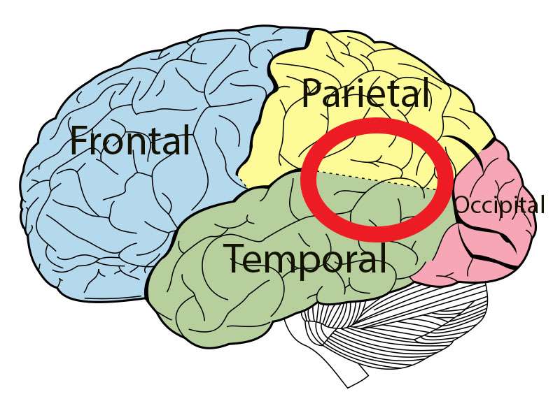 diagrama de estructura cerebral